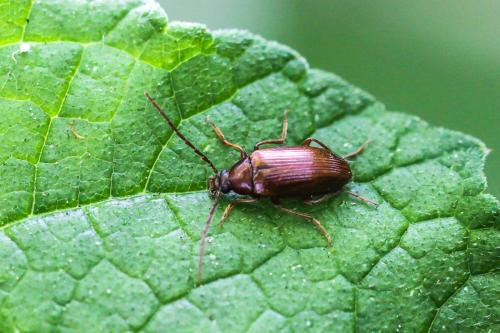 Gonodera luperus